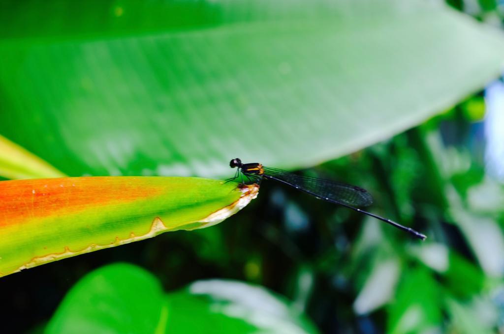 The Nature House Aonang Krabi Thailand Ao Nang ภายนอก รูปภาพ